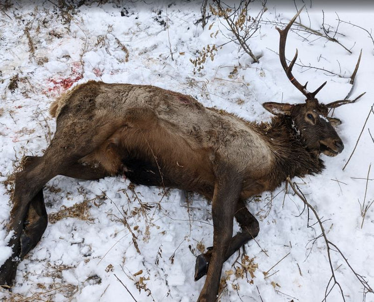 Best Electric Hunting Bikes for Elk Hunting