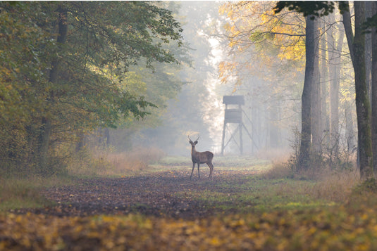 Deer Hunting 101: A Beginner’s Guide