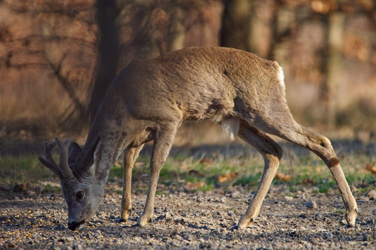 Electric Mountain Bike For Hunting