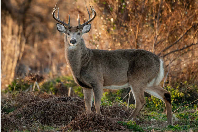 Best Electric Hunting Bikes for Deer Hunting: Whitetail & Mule Deer